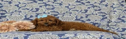Mini Goldendoodle dogs for sale: Taylor 9 lbs Full Grown - Ad 4