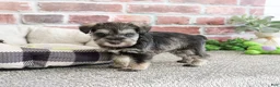 Miniature Schnauzer dogs for sale: Ripley  - Ad 4