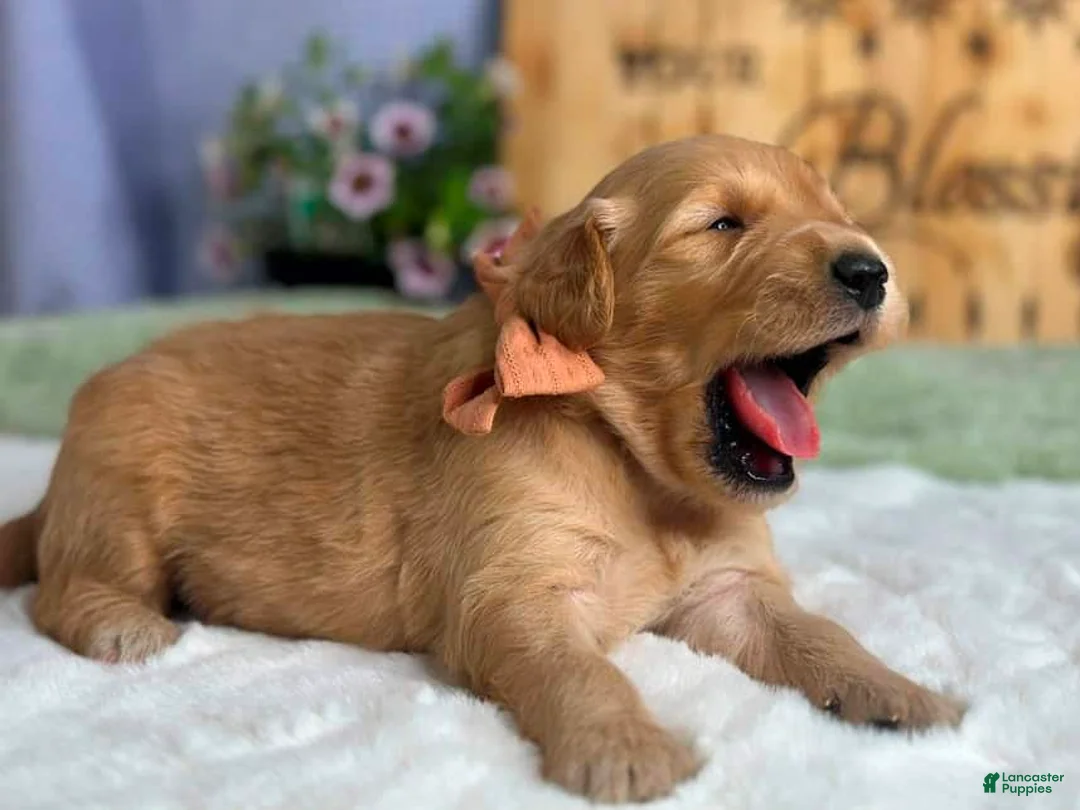 Goldendoodle dogs for sale: Woodland - Ad 2