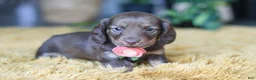 Miniature Dachshund dogs for sale: Bagel - Ad 1