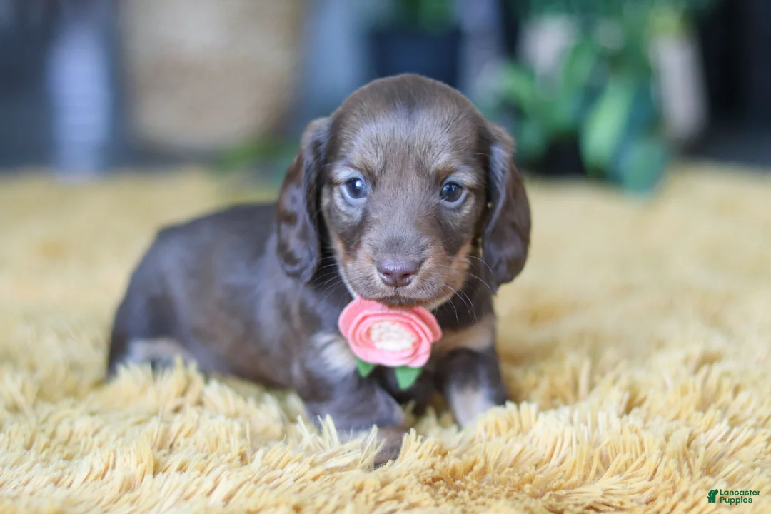 Miniature Dachshund dogs for sale: Bagel - Ad 1