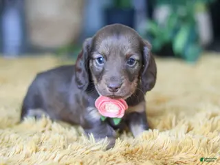 Miniature Dachshund dogs Bagel - Ad 3