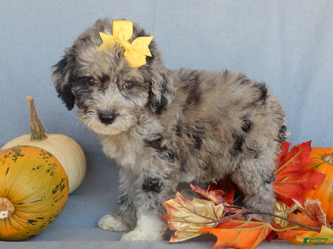 Sheepadoodle dogs for sale: Panda (medium) - Ad 51
