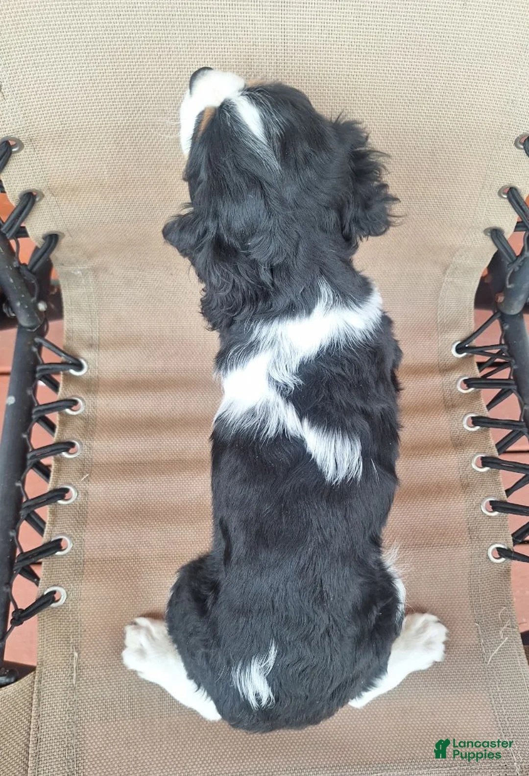 Cavalier King Charles Spaniel dogs for sale: Benji - Ad 5