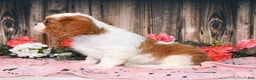Cavalier King Charles Spaniel dogs for sale: Vance - Ad 5