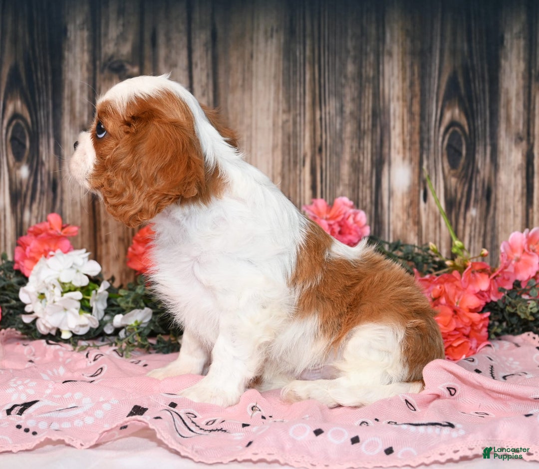Cavalier King Charles Spaniel dogs for sale: Vance - Ad 5
