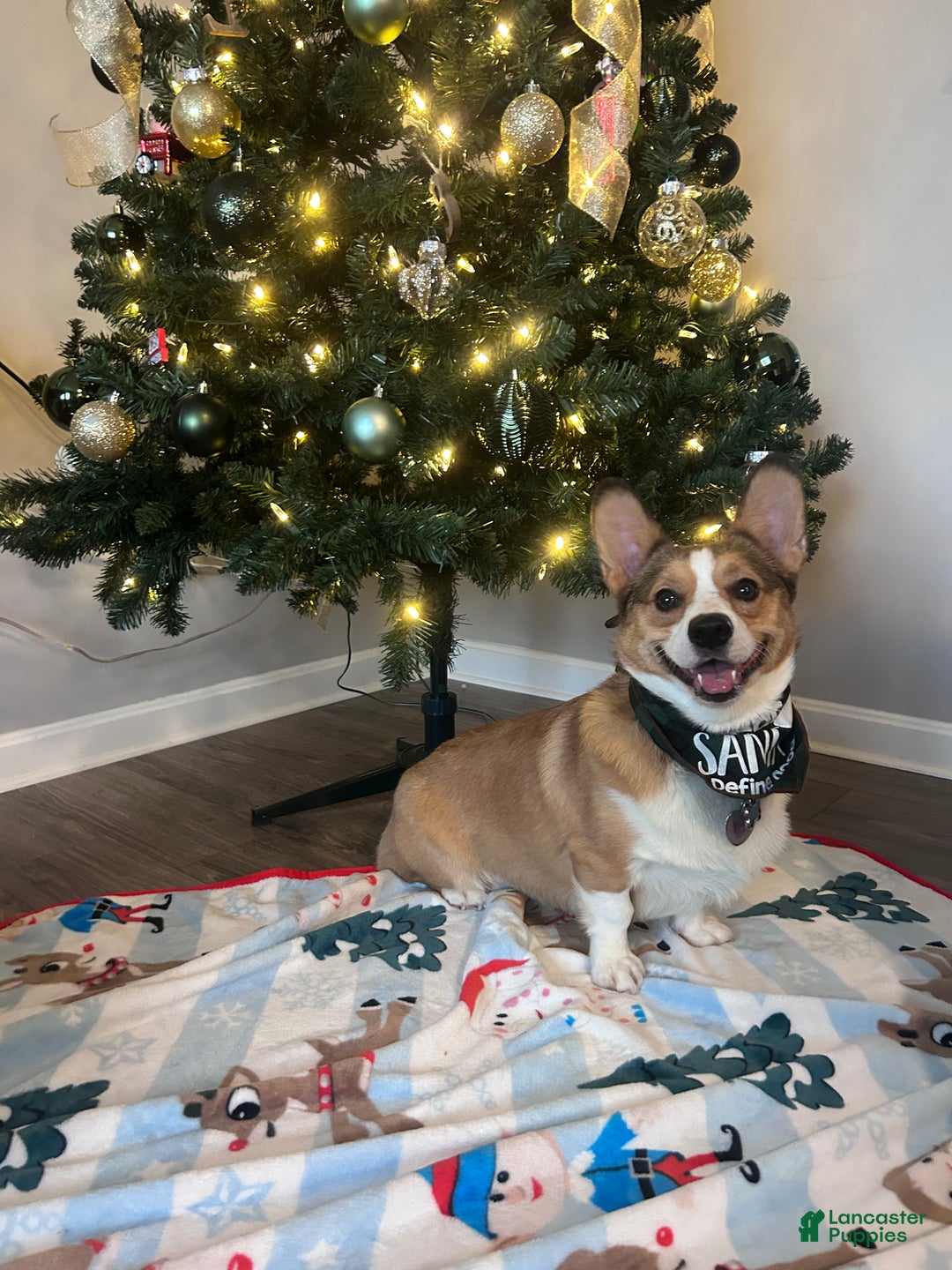 Welsh Corgi Pembroke dogs for stud: Kylo- Stud - Ad 1