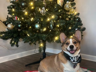 Welsh Corgi Pembroke dogs Kylo- Stud - Ad 10