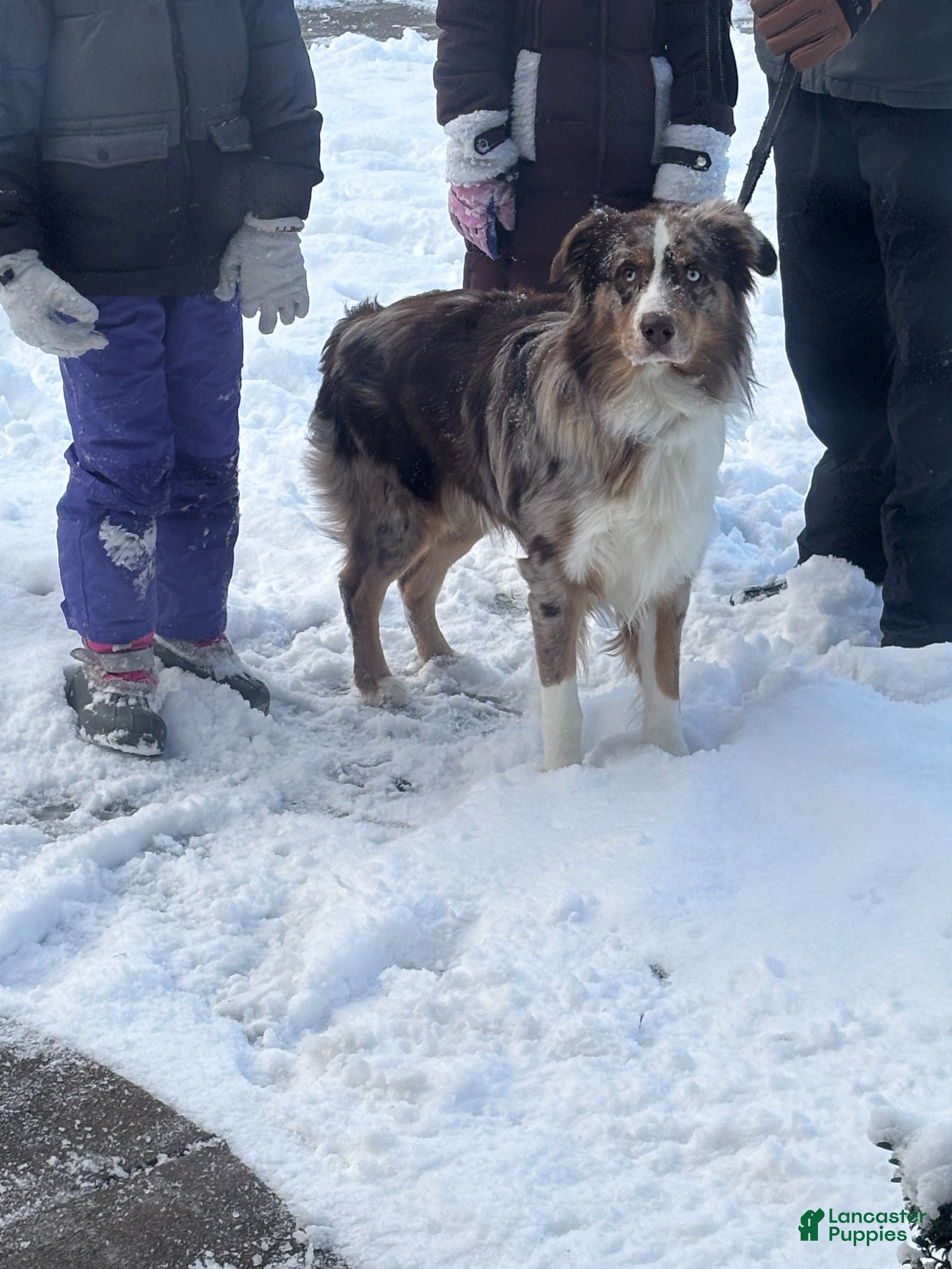 Australian Shepherd dogs for stud: Australian Shepherd 1 puppies - Ad 1