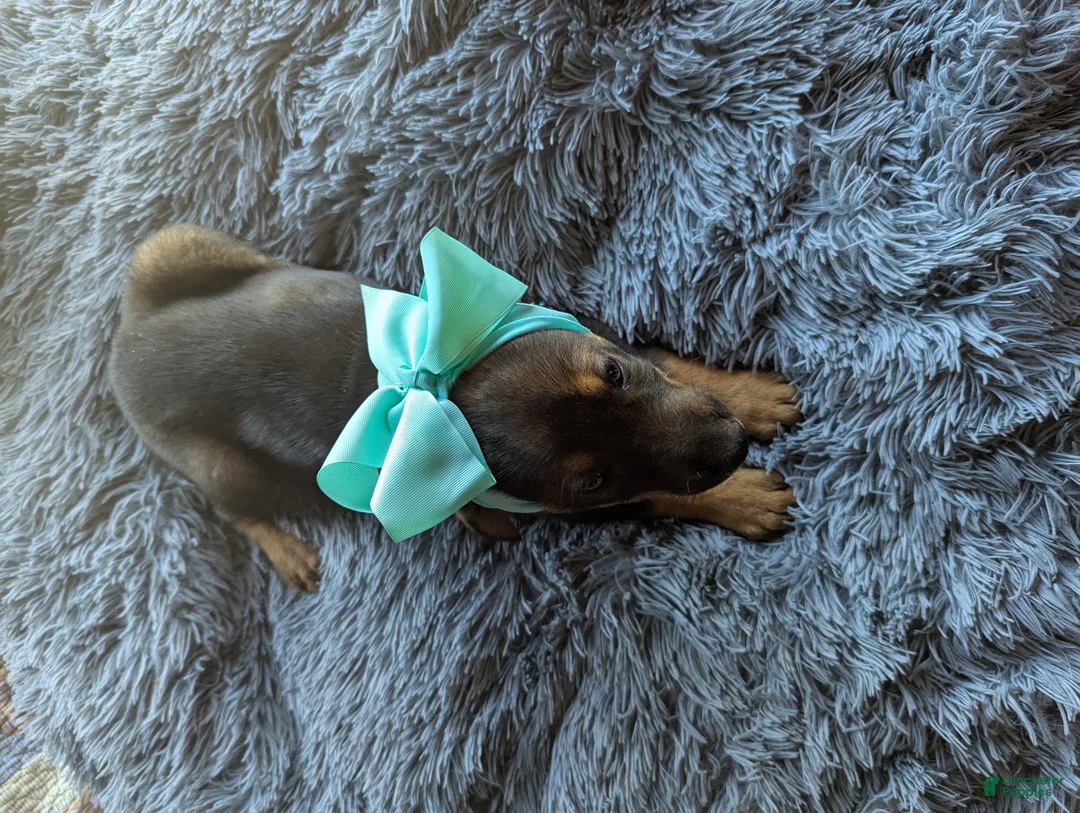 German Shepherd dogs for sale: German Shepherd Puppy 1 - Ad 2