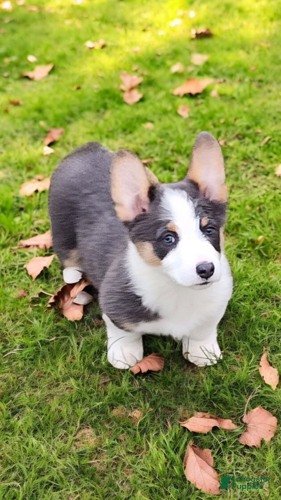 Welsh Corgi Pembroke dogs for sale: Arnie Bluie - Ad 12