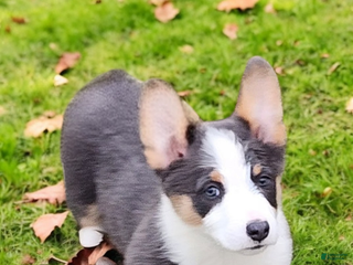 Welsh Corgi Pembroke dogs Arnie Bluie - Ad 19