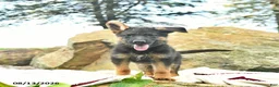 German Shepherd dogs for sale: Annabelle  - Ad 3