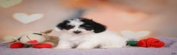Maltipoo dogs for sale: Benji - Ad 4