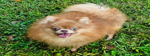 Pepper's Ocean Eyes of 5 Star