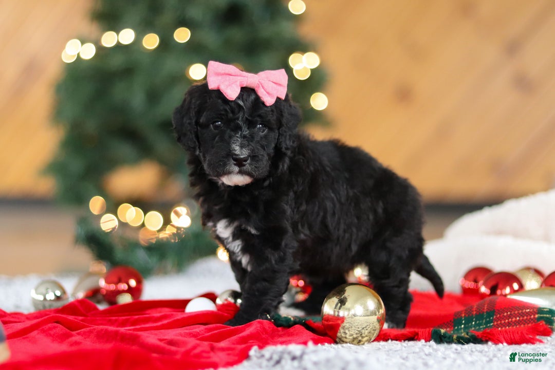 Mini Goldendoodle dogs for sale: Tilly - Ad 3