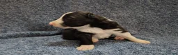 Border Collie dogs for sale: Linus - Ad 1