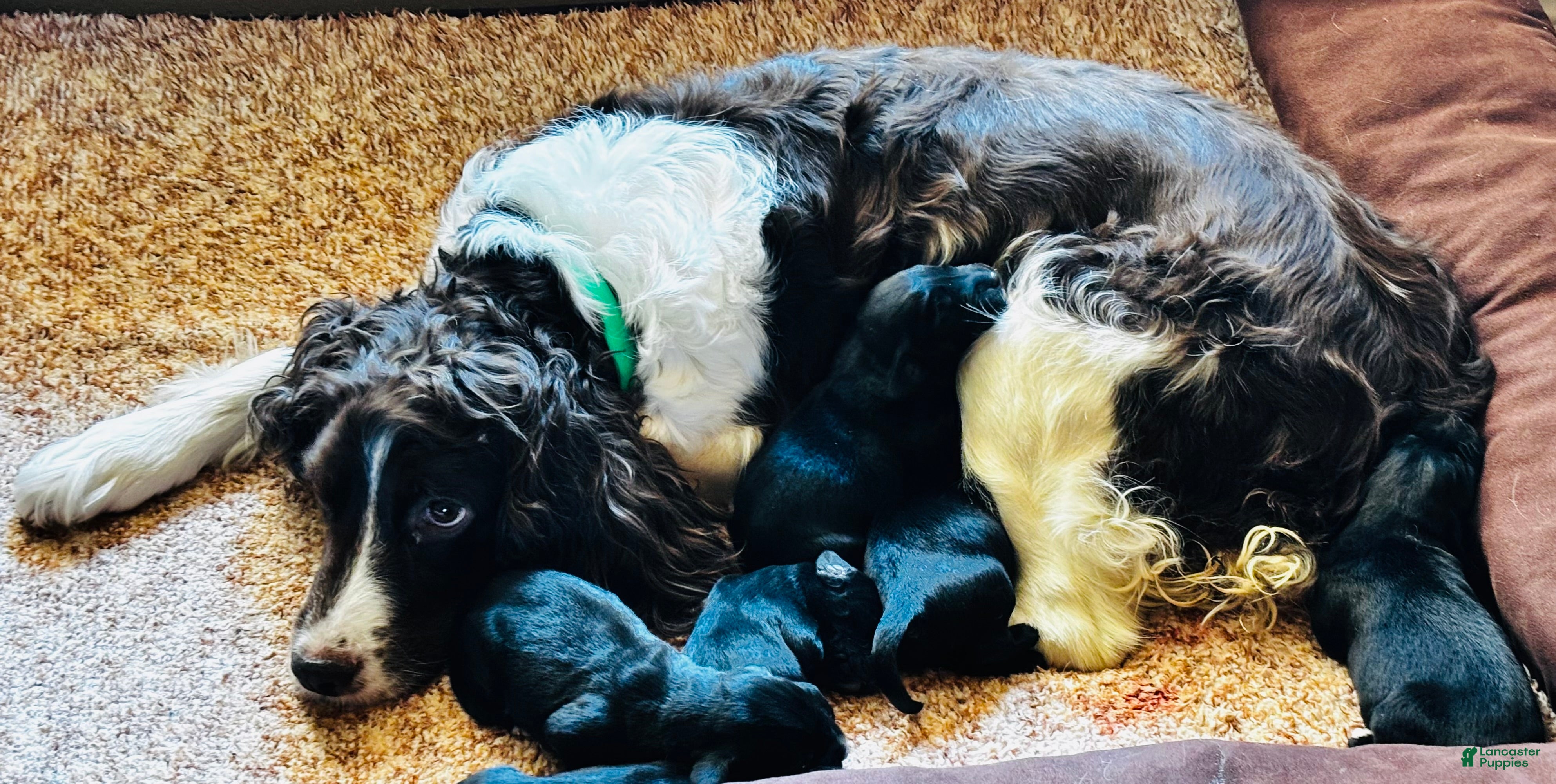 Mixed Breed dogs Mixed Breed 4 - Ad 22
