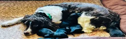 Mixed Breed dogs for sale: Mixed Breed 4 - Ad 1