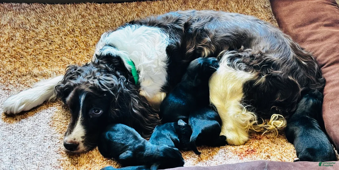Mixed Breed dogs for sale: Mixed Breed 4 - Ad 1