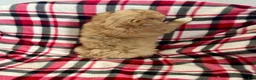 Mixed Breed dogs for sale: Ho-Joe - Ad 6