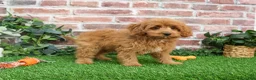 Cavapoo dogs for sale: Carson - Ad 8