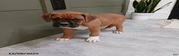 Boxer dogs for sale: Kelly - Ad 2