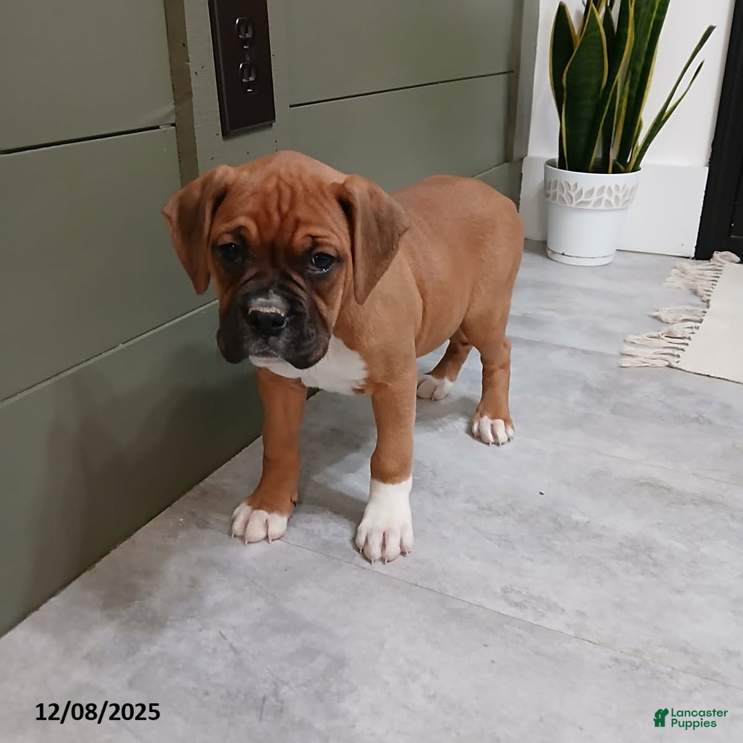 Boxer dogs for sale: Kelly - Ad 2
