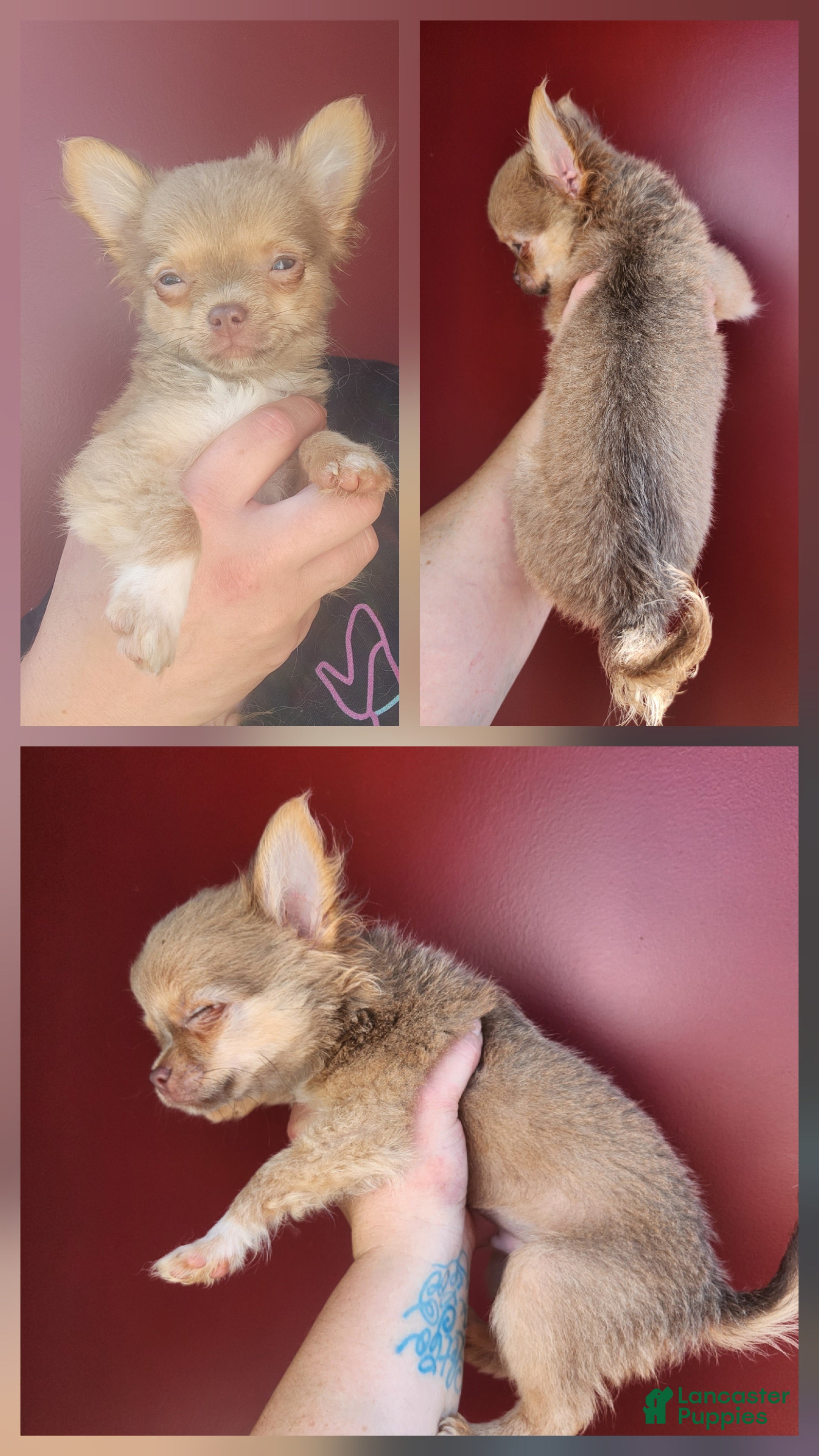 Chihuahua dogs for sale: TINY Cedar - Ad 7