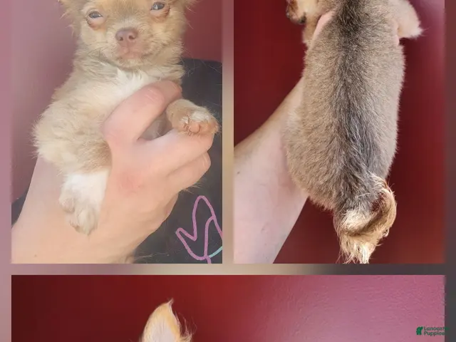 Chihuahua dogs for sale: TINY Cedar - Ad 7