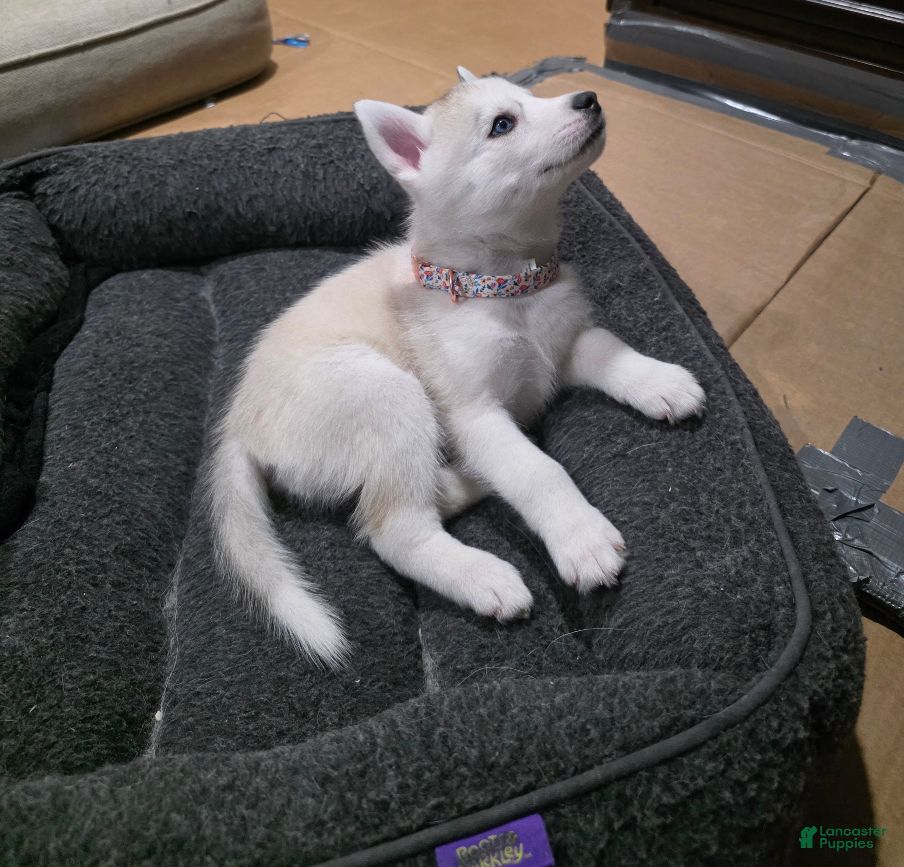 Siberian Husky dogs Siberian Husky Puppy 4 - Ad 35