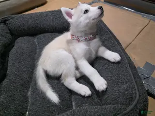 Siberian Husky dogs Siberian Husky Puppy 4 - Ad 35