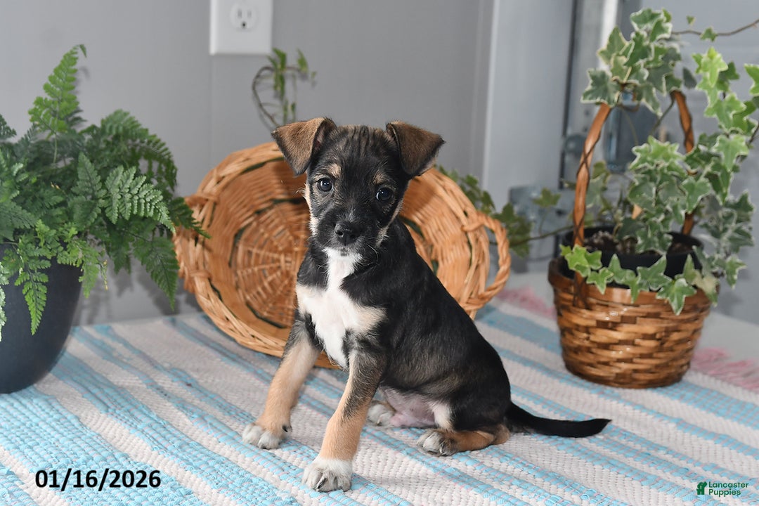 Mixed Breed dogs for sale: Tinker - Ad 3