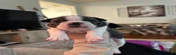 Boston Terrier dogs for sale: Boston Terrier 2 (Leia) - Ad 15