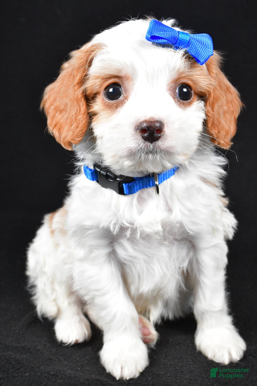 Cavapoo dogs for sale: Eddie - Ad 6