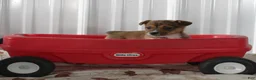 Mixed Breed dogs for sale: Sarah - Ad 1