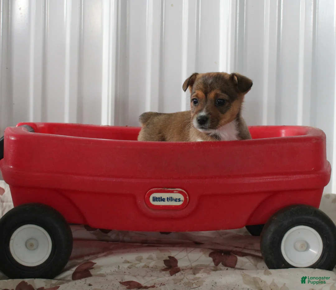 Mixed Breed dogs for sale: Sarah - Ad 1