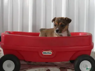 Mixed Breed dogs Sarah - Ad 14