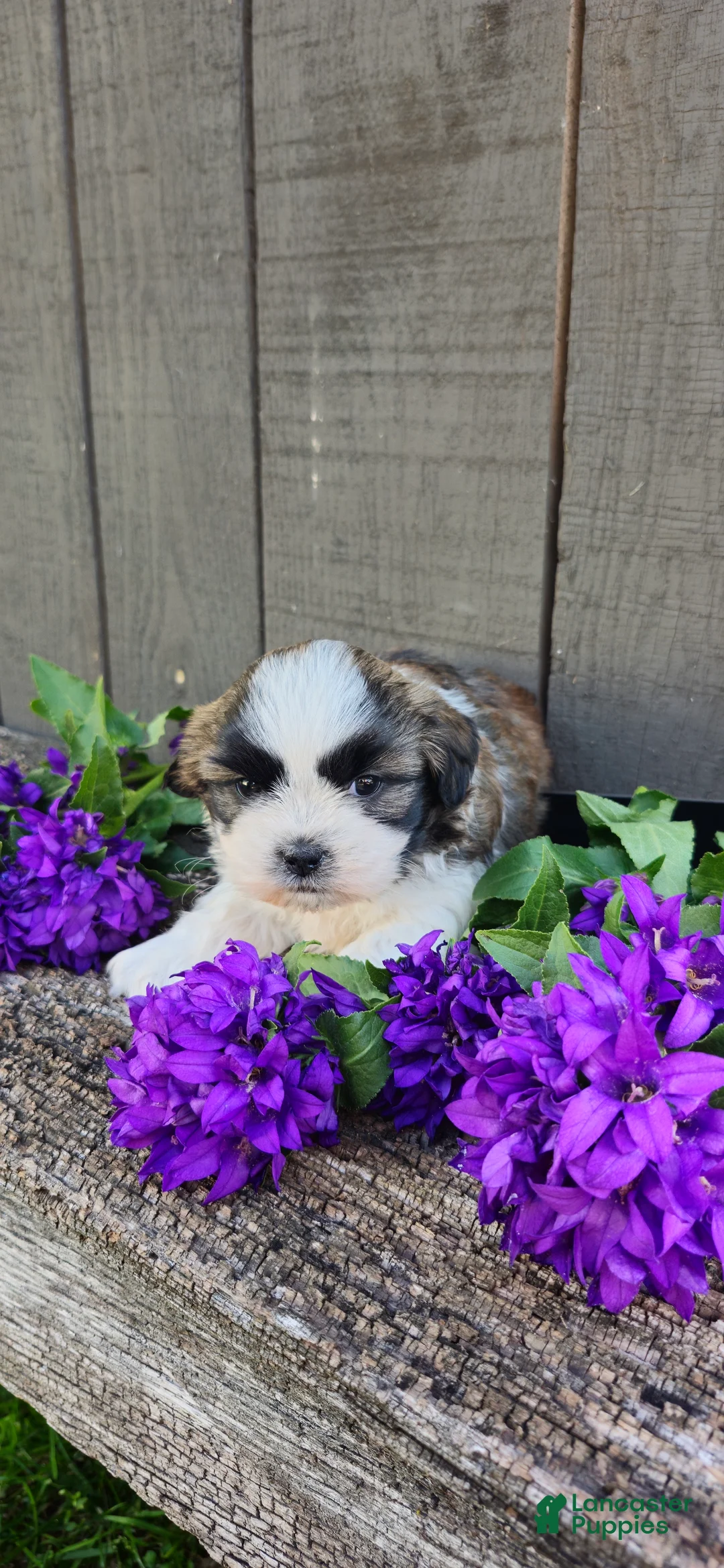 Teddy Bear dogs for sale: Benji - Ad 5