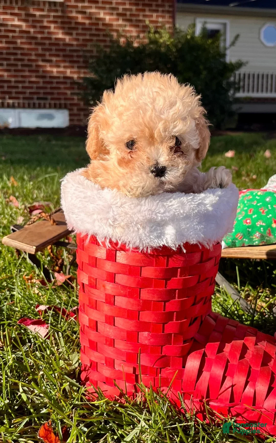 Maltipoo dogs for sale:  Arthur🎄❤️House Trained Crate Potty ❤️🎄717-723-5426 - Ad 6