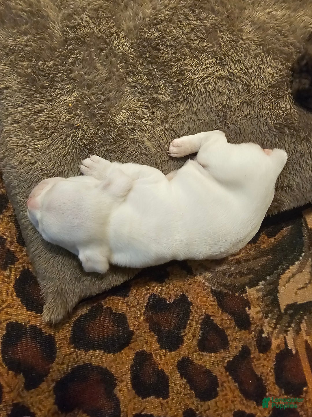 Frenchton dogs for sale: Frenchton Casper  - Ad 8
