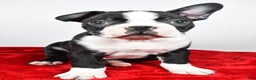 Boston Terrier dogs for sale: Ian - Ad 5