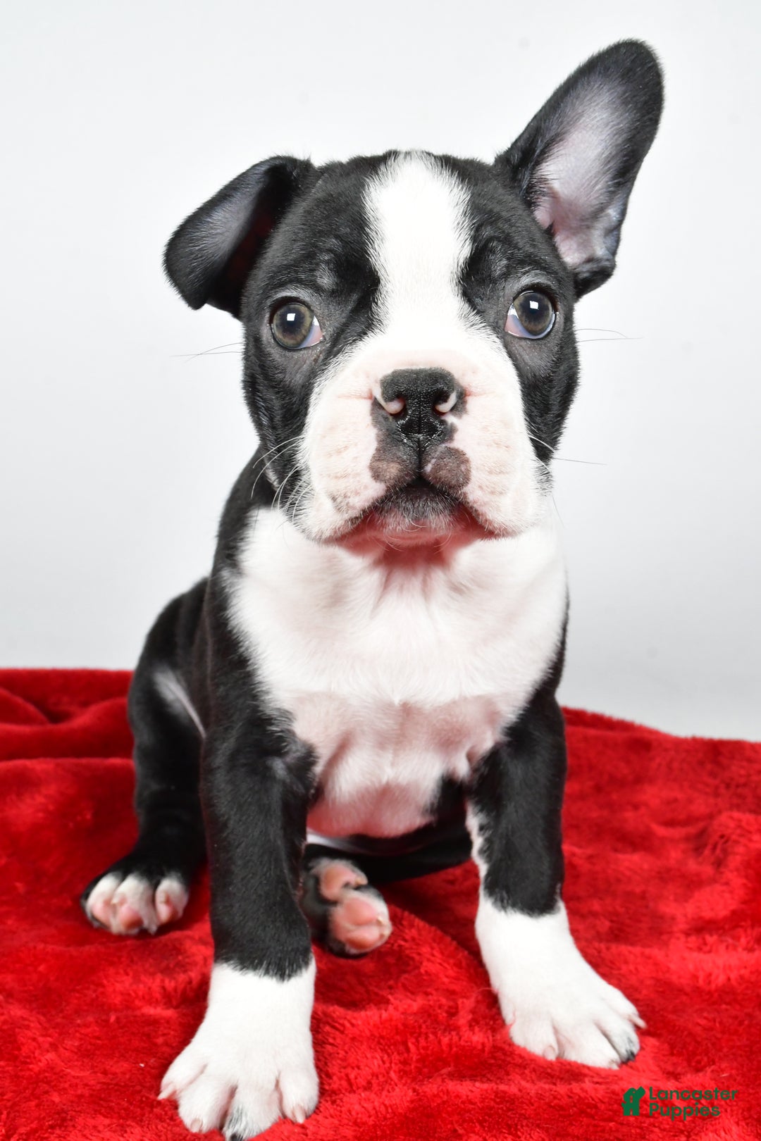 Boston Terrier dogs for sale: Ian - Ad 5