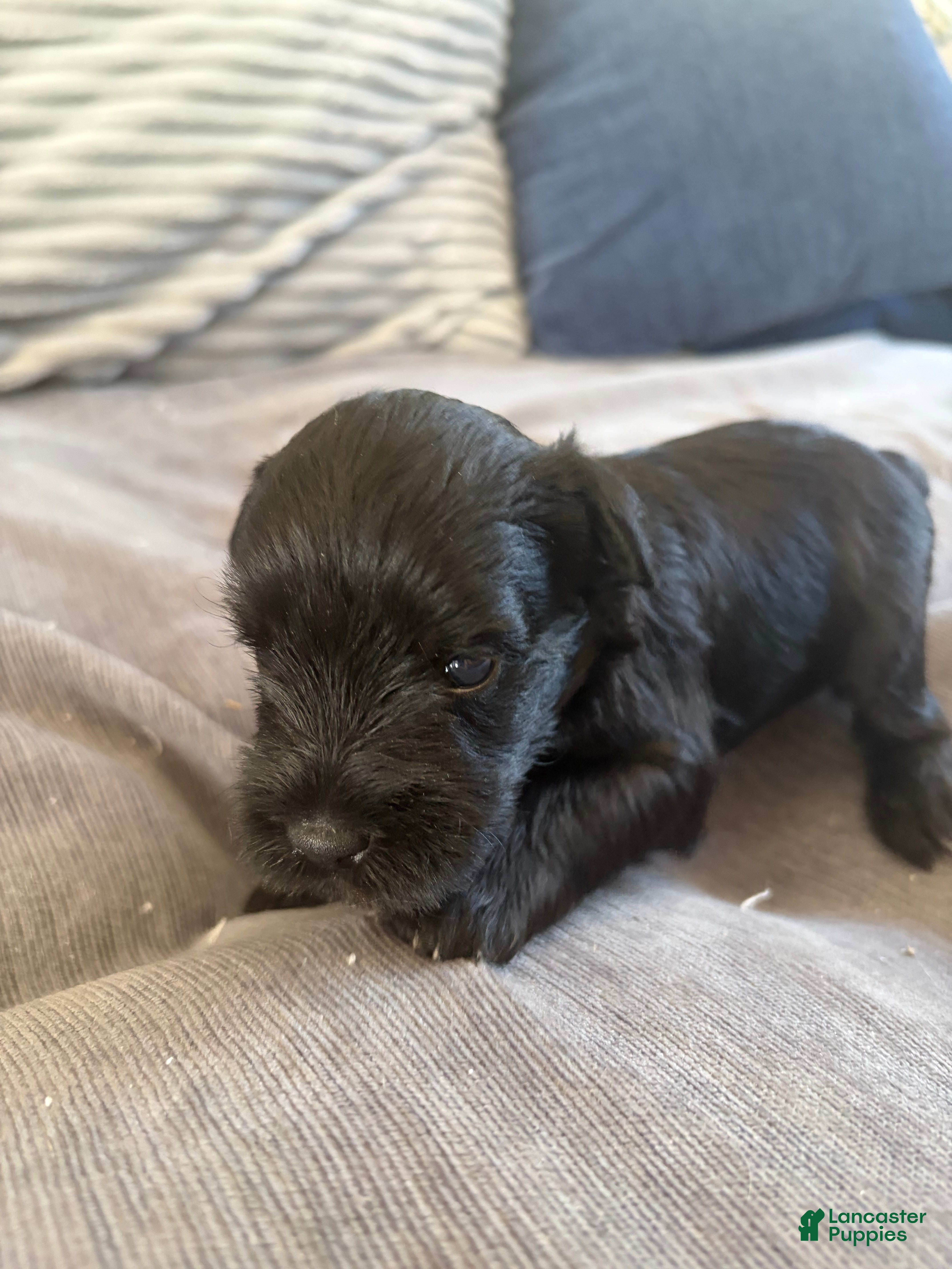 Miniature Schnauzer dogs Miniature Schnauzer 5 - Ad 1