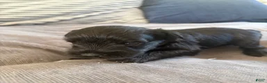 Miniature Schnauzer 5