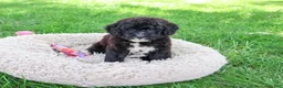 Saint Berdoodles dogs for sale: Wrenly - Ad 2