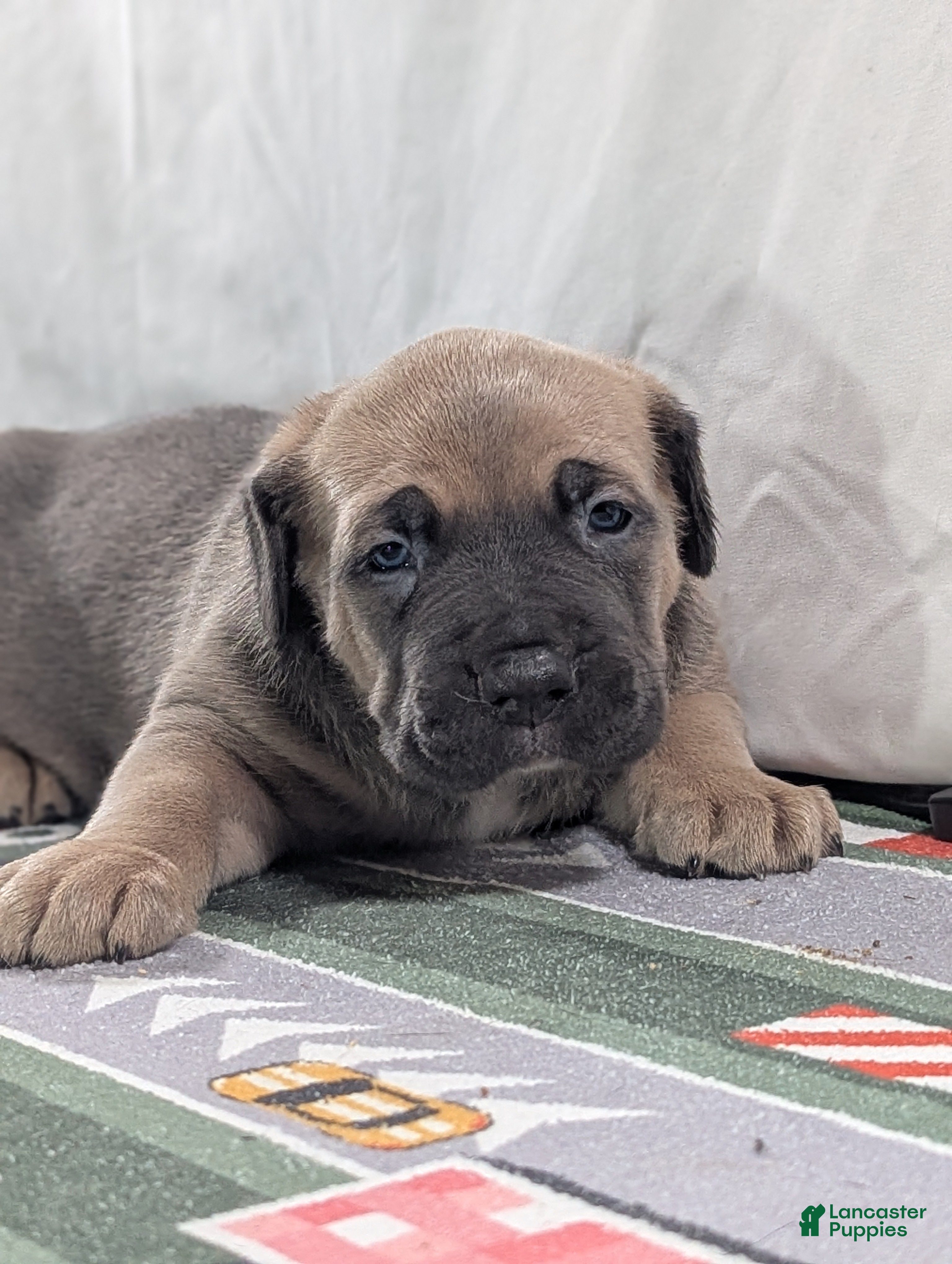 Cane Corso dogs for sale: Pluto  - Ad 5