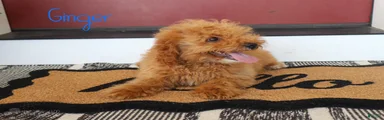 Ginger