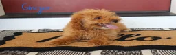 Mini Bernedoodle dogs for sale: Ginger - Ad 1