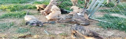 Great Dane dogs for sale: Great Dane 4 - Ad 11